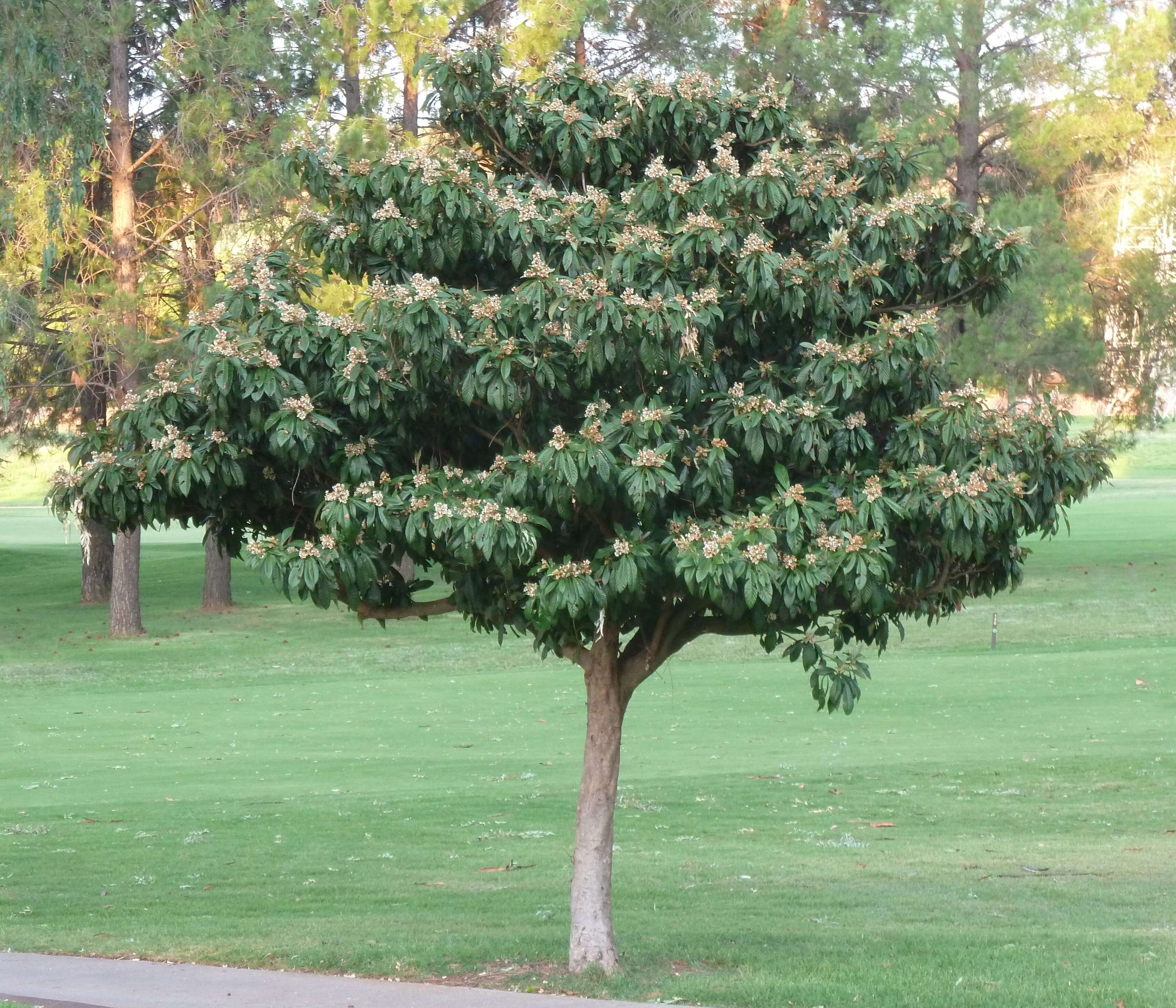 Image of loquat