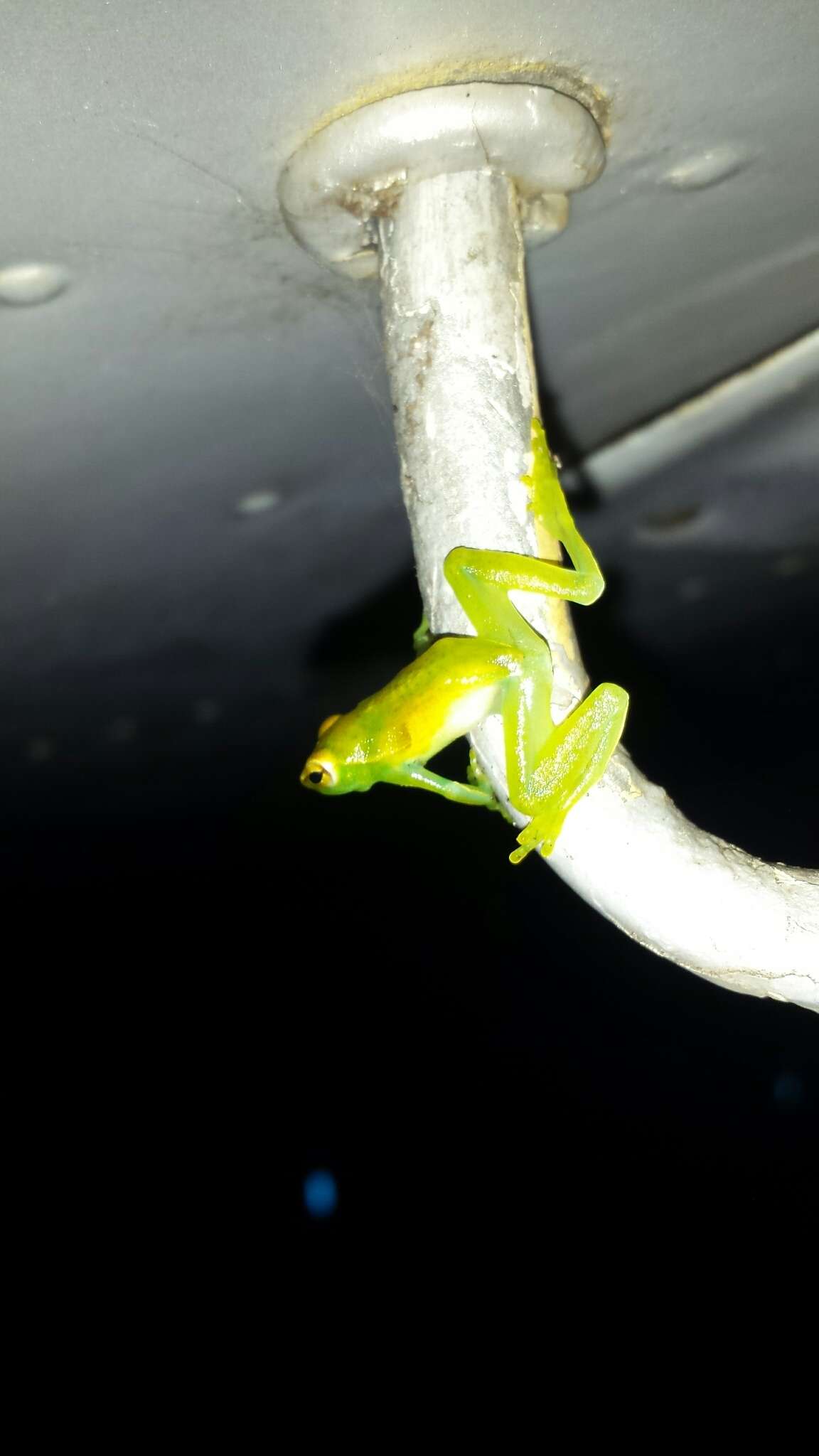 Image of Orinoco lime treefrog