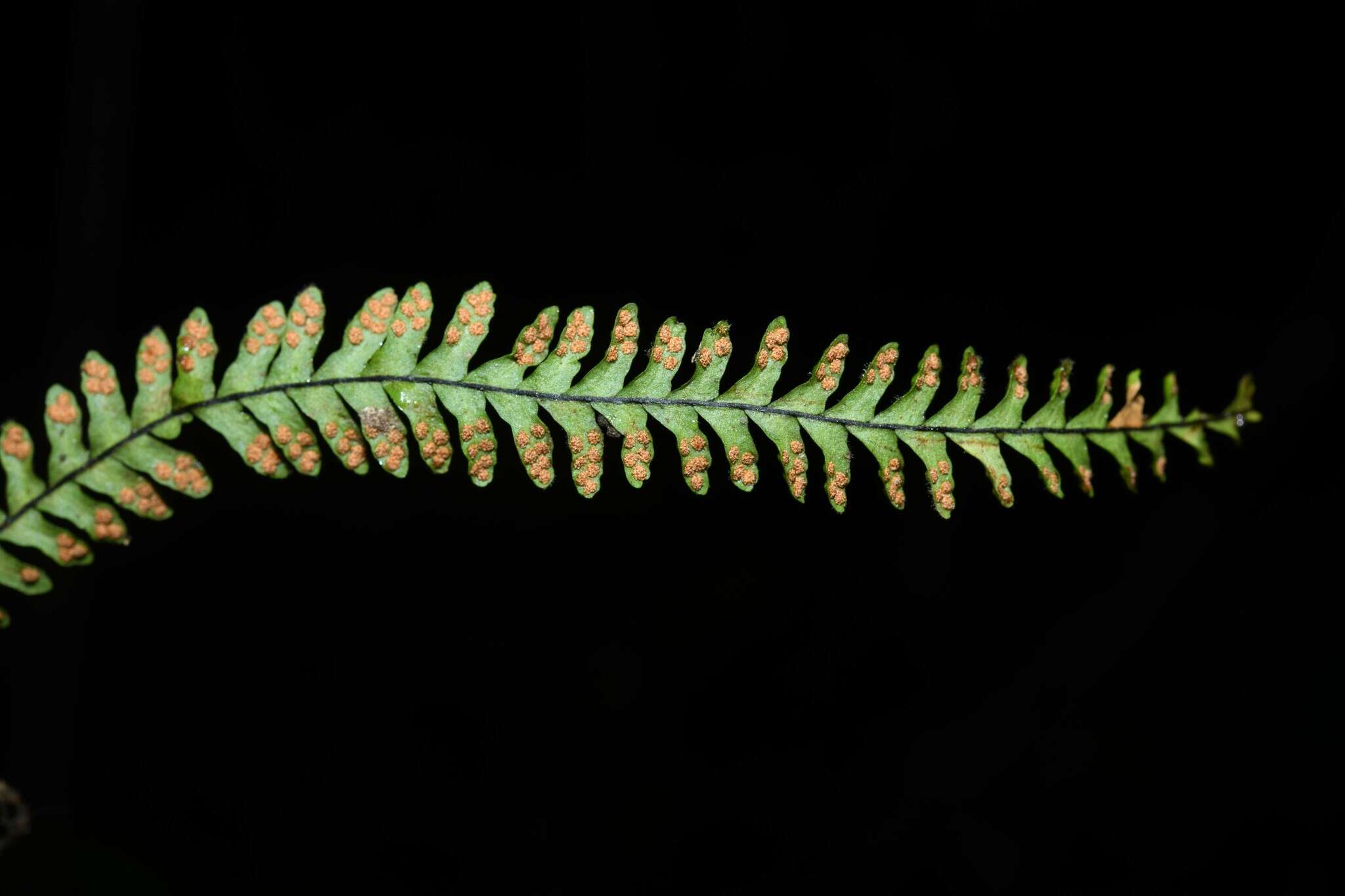 Image of Jamaican lellingeria