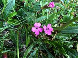 Image of Glacier Pink