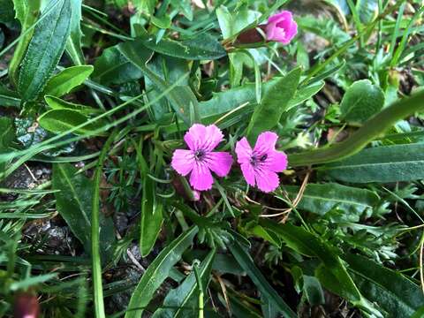 صورة Dianthus glacialis Haenke