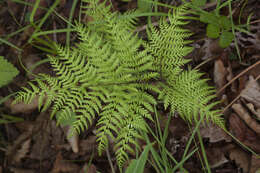 Plancia ëd Athyrium spinulosum (Maxim.) Milde