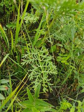 Image of Siberian wormwood