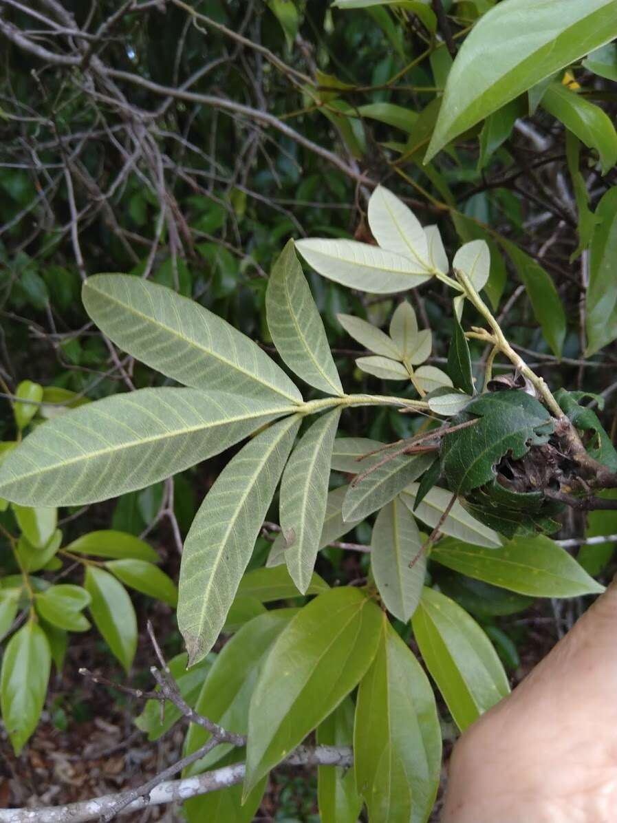 Plancia ëd Cossinia australiana S. T. Reynolds