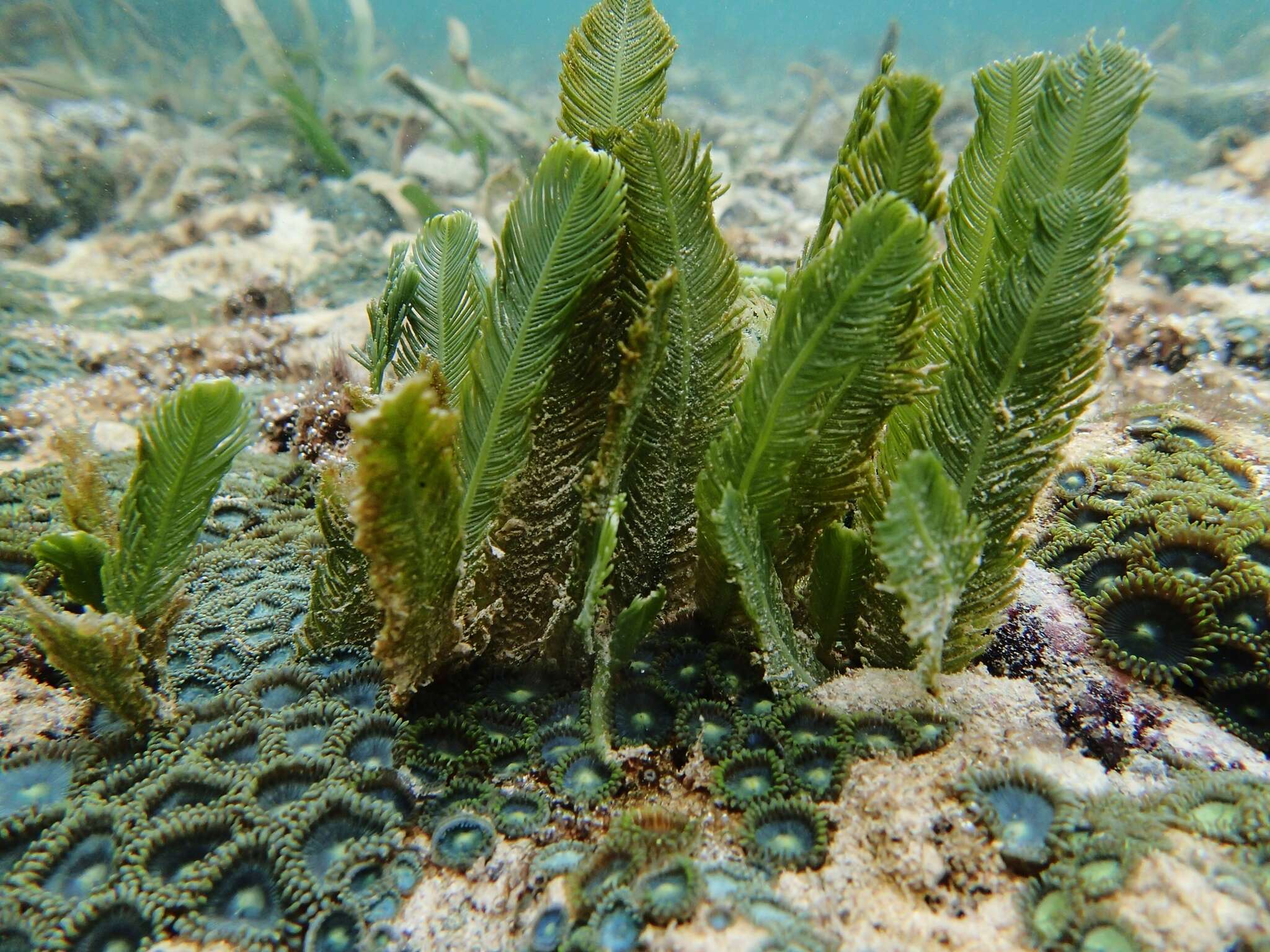 Image of Caulerpa sertularioides