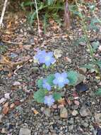 Image of longstalk phacelia