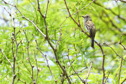 Image of White-throated Flycatcher