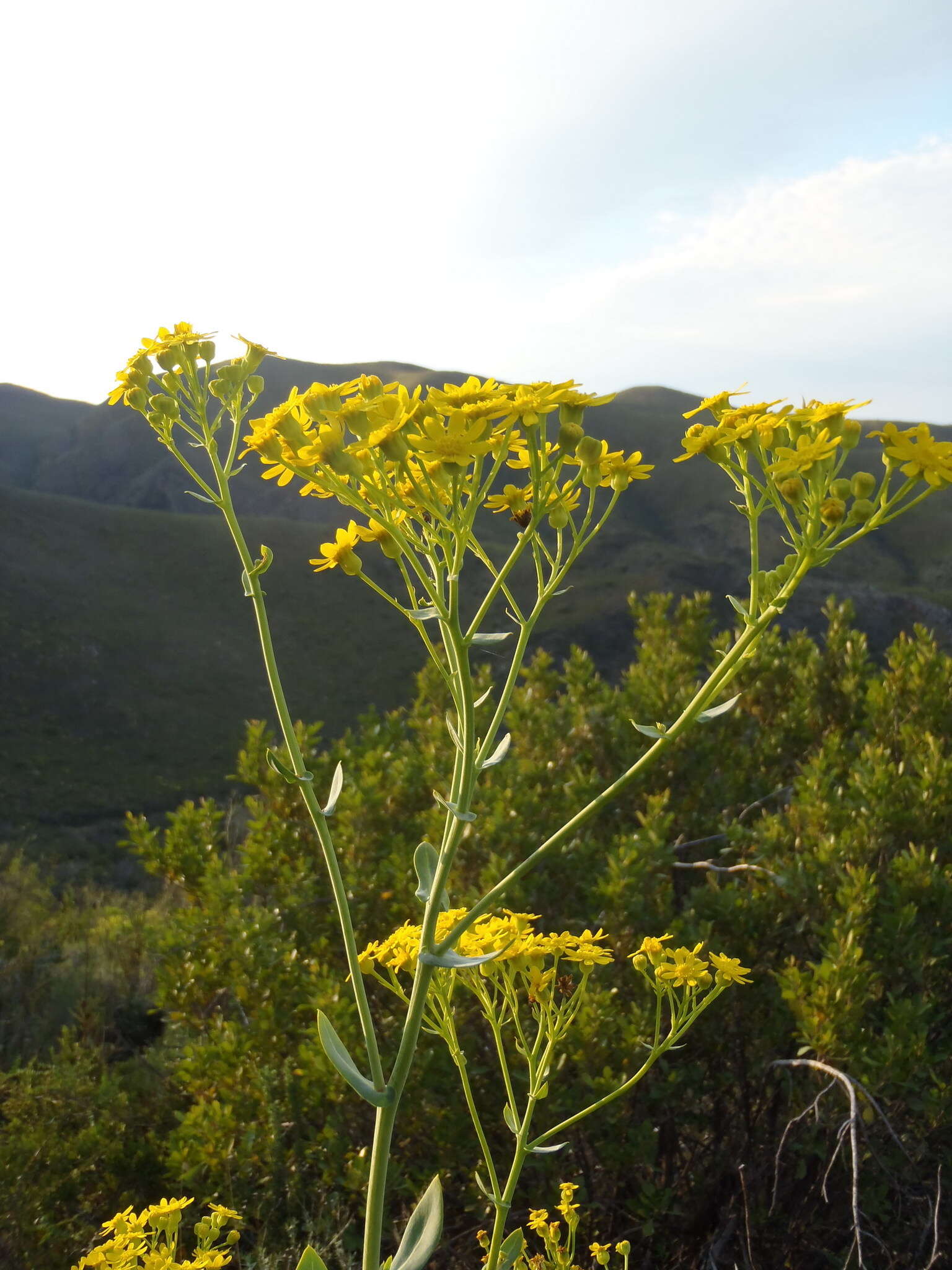 Image of Othonna parviflora L.