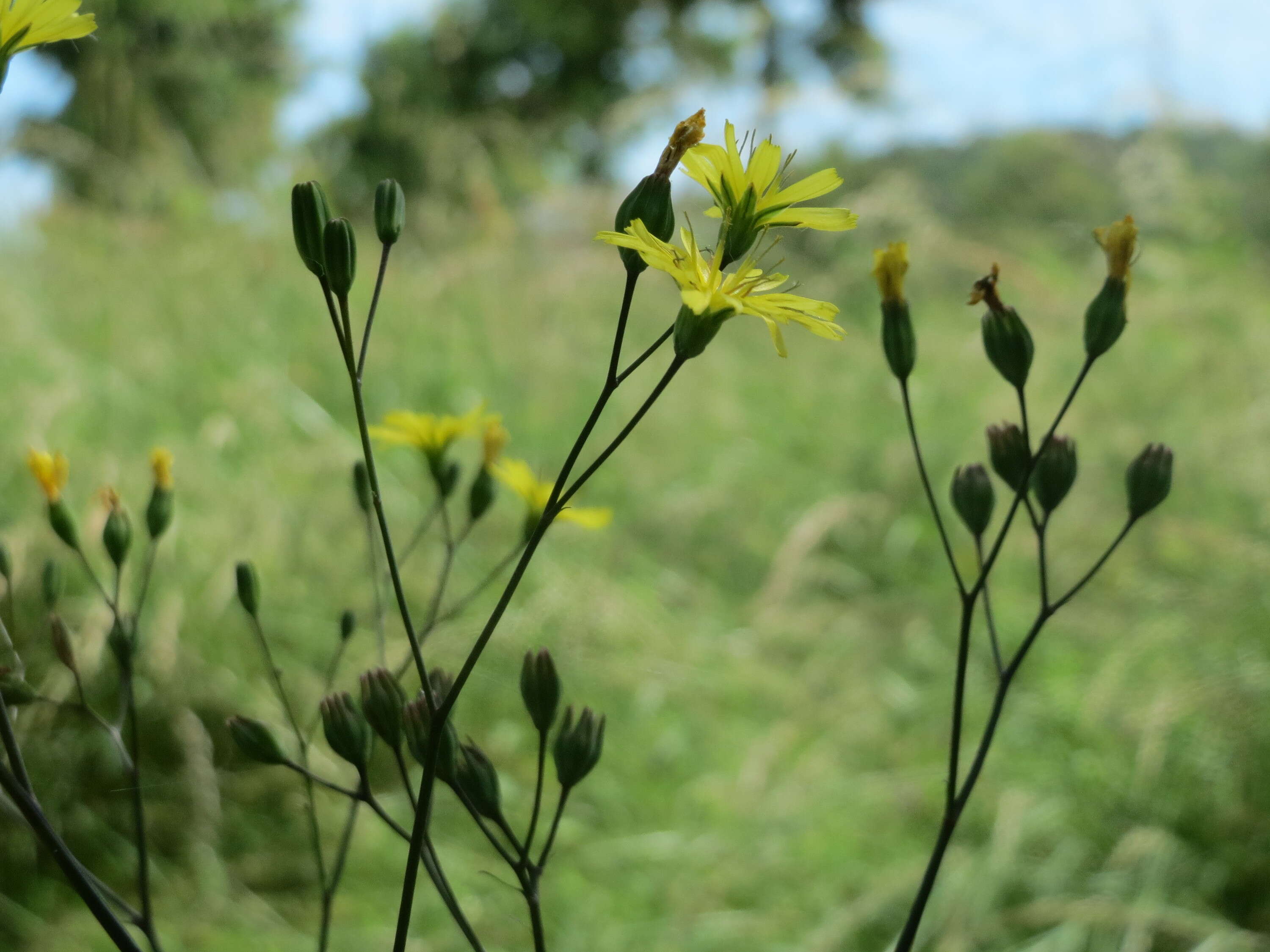 Image of nipplewort