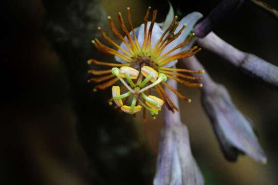 Image of Passiflora cerradensis Sacco