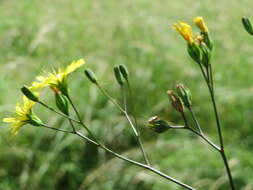 Image of nipplewort