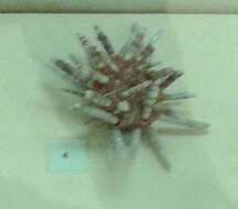 Image of slate pencil urchin