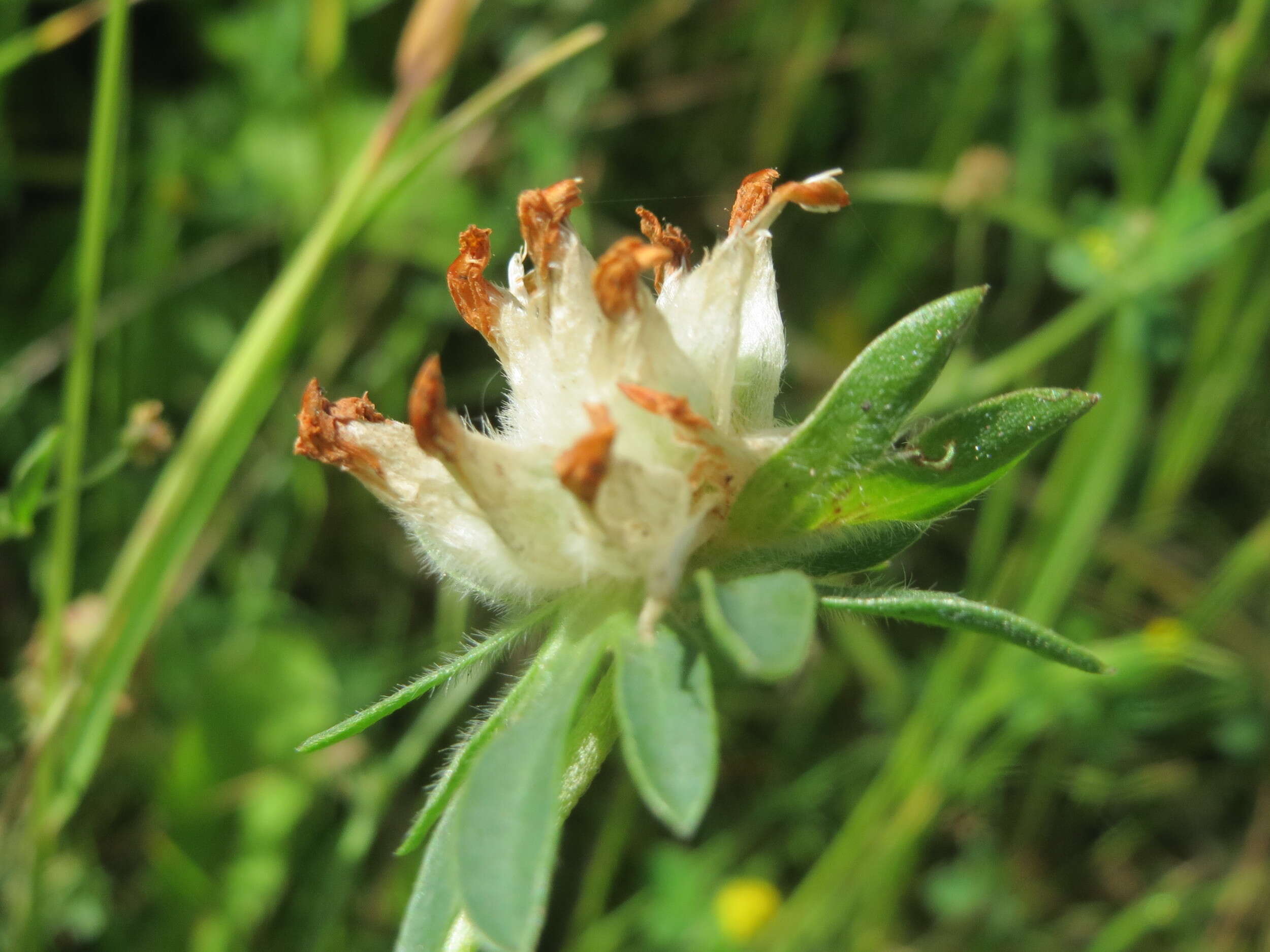 Слика од Anthyllis vulneraria L.