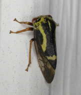 Image of Ophiderma flava Goding