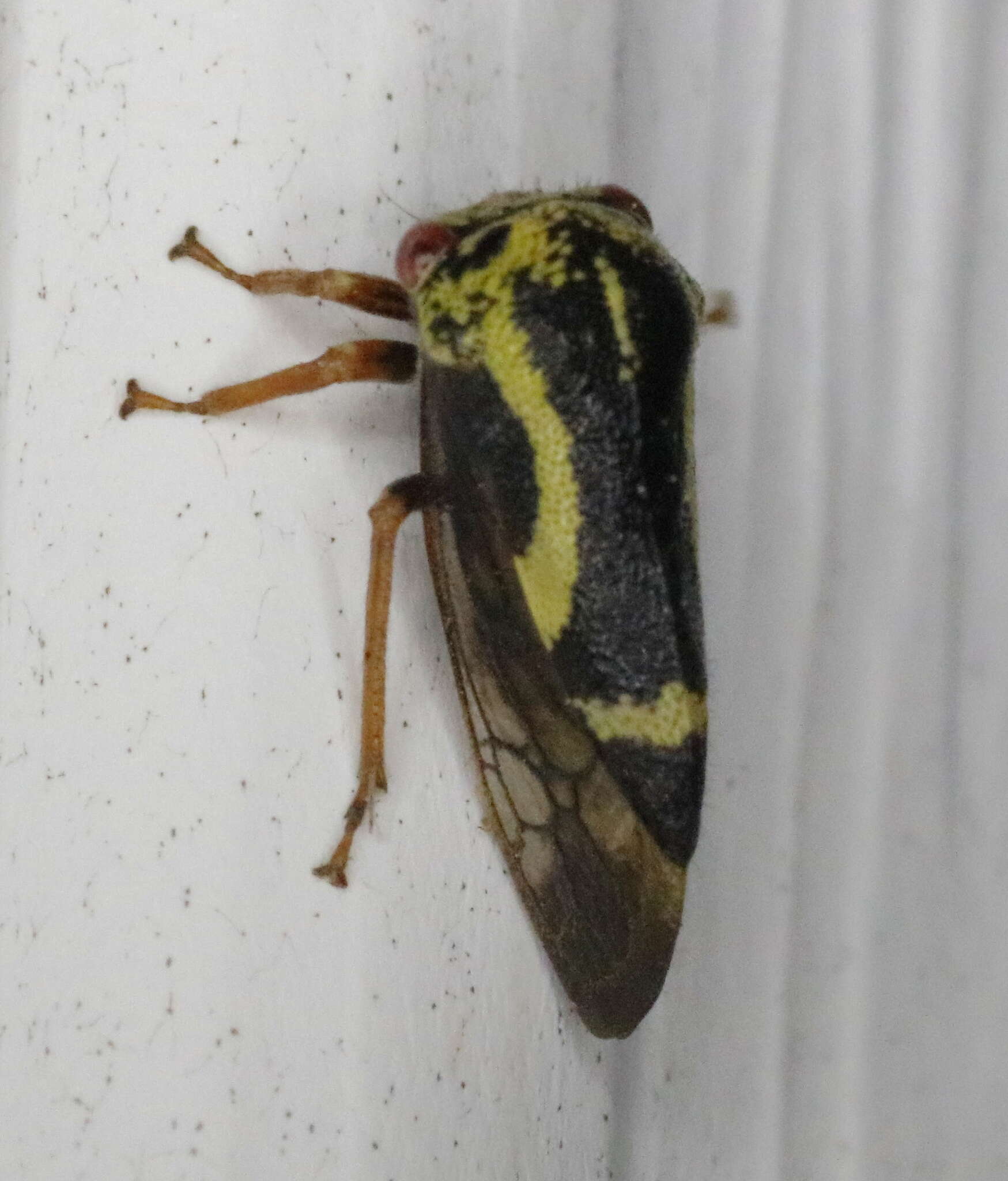 Image of Ophiderma flava Goding