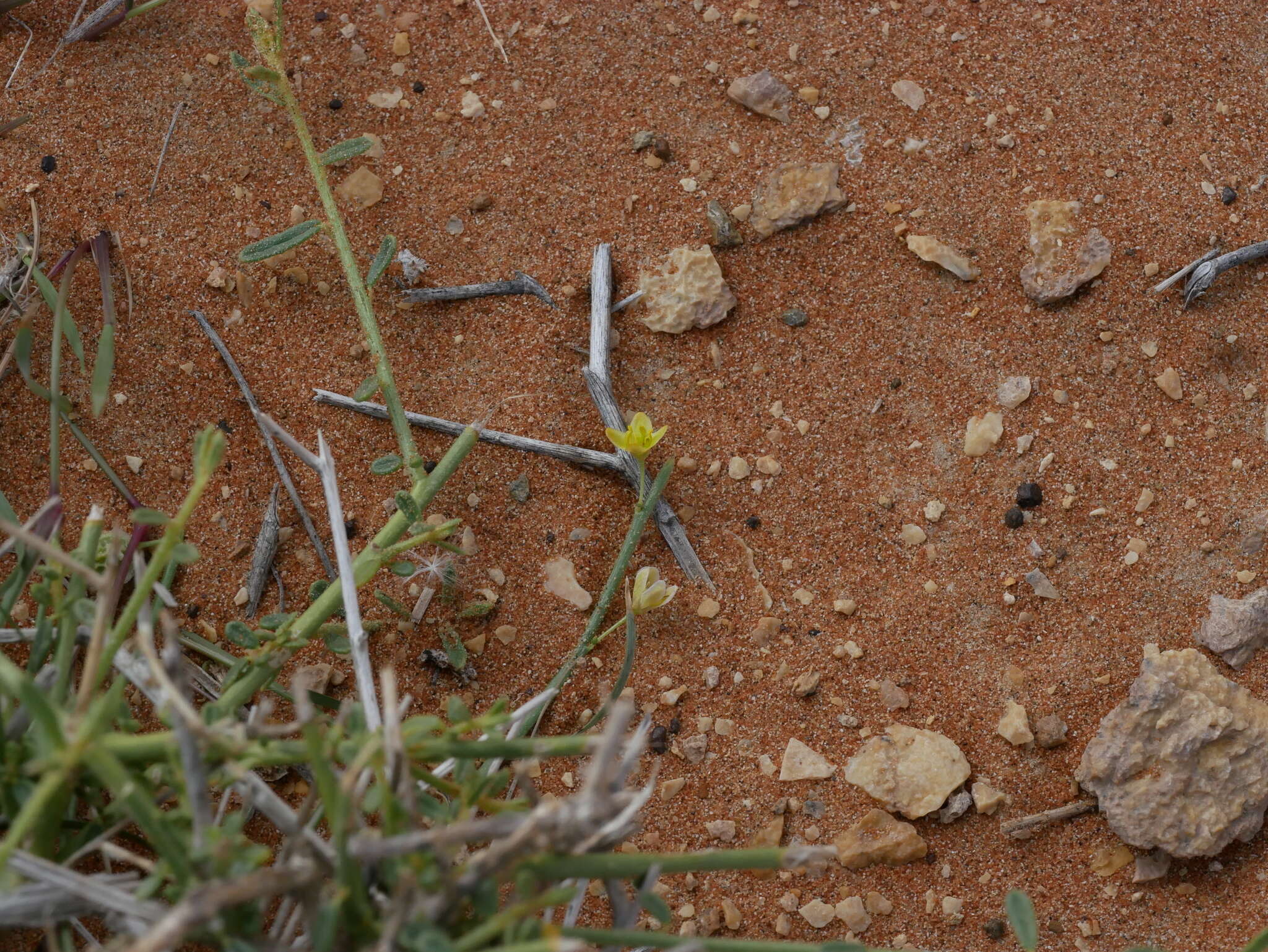 Image of Dipterygium glaucum Decne.