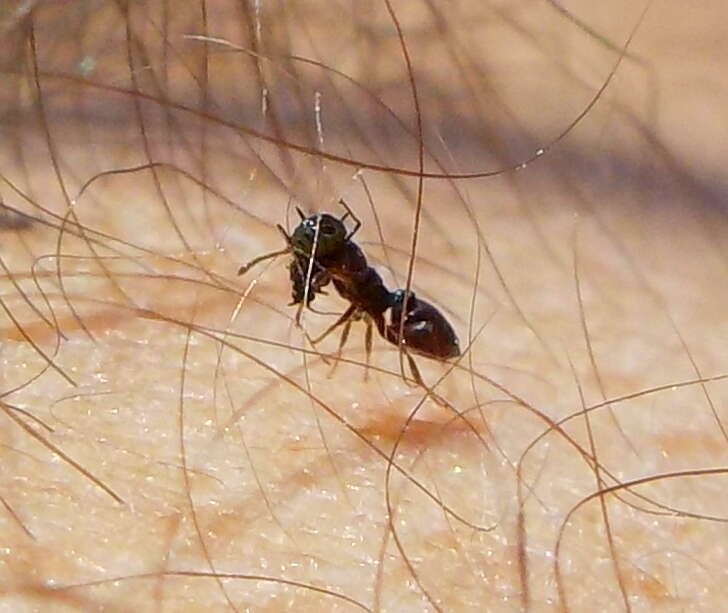 Image of Crematogaster ionia Forel 1911