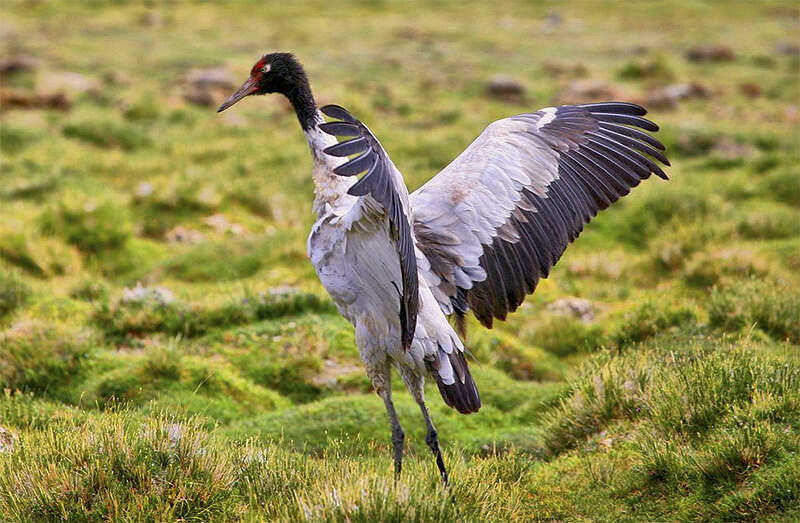 Слика од Grus nigricollis Przewalski 1876