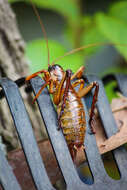 Image of Auckland tree weta