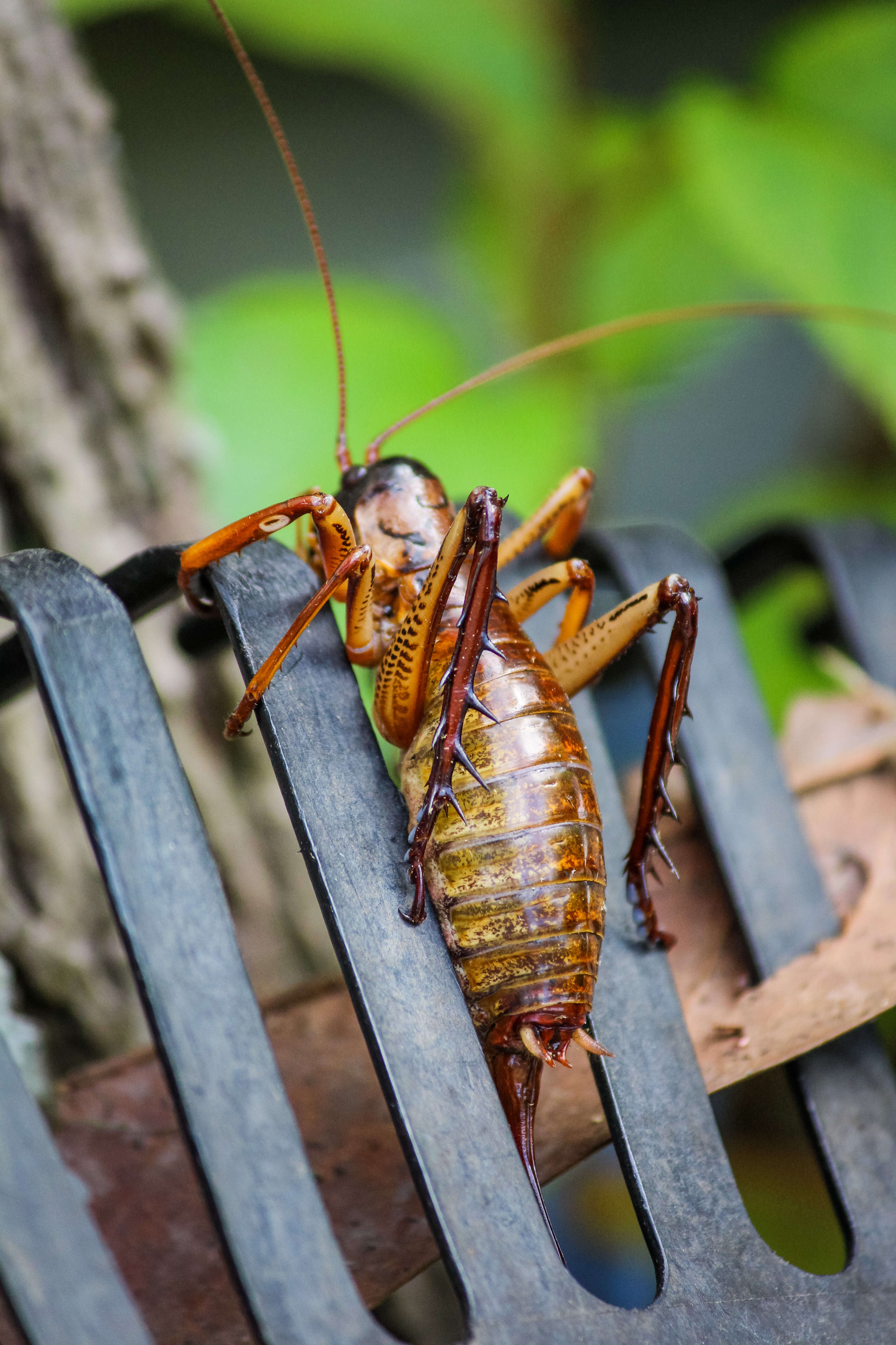 Image of Auckland tree weta