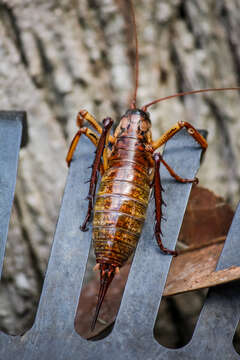 Image of Auckland tree weta