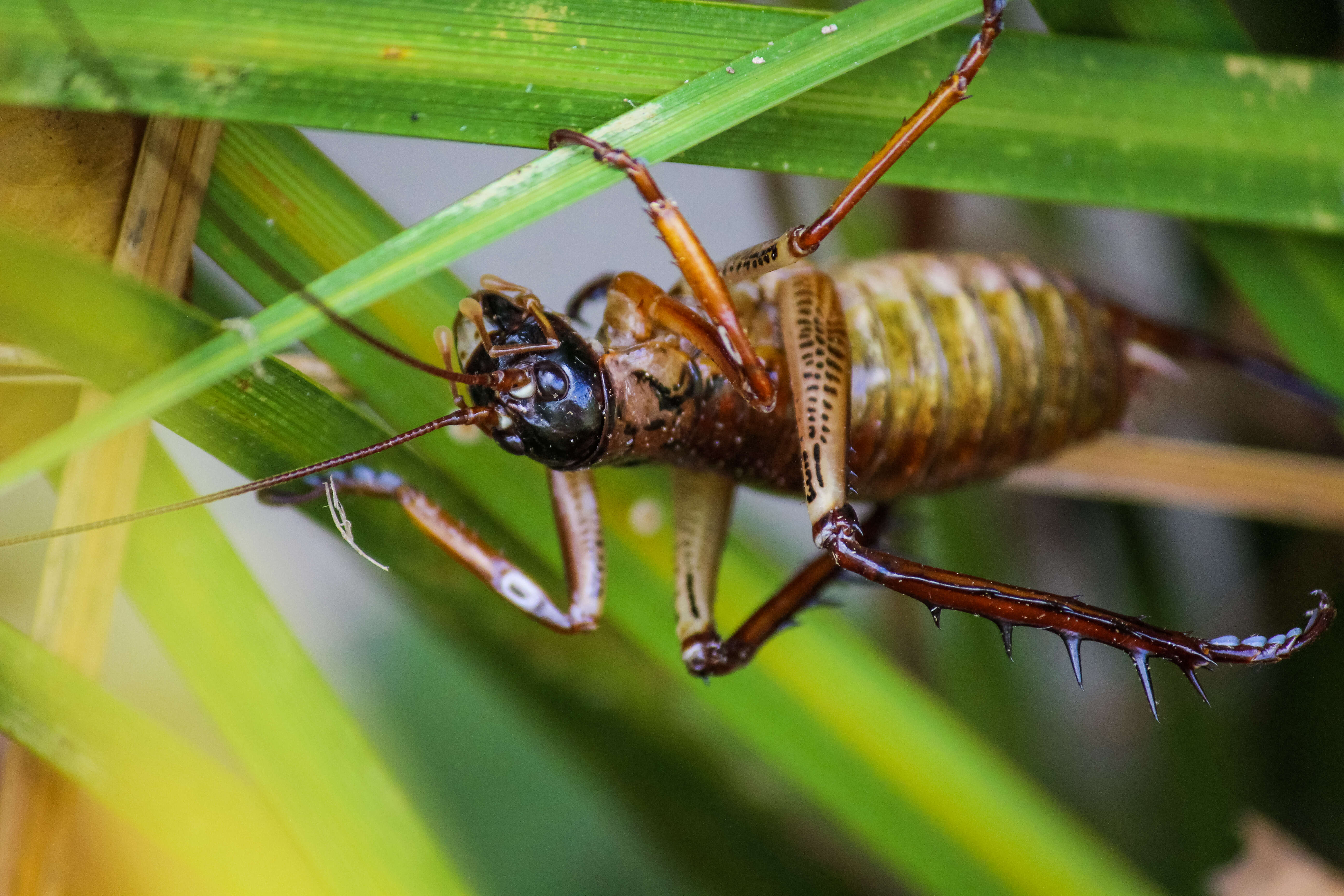 Image of Auckland tree weta