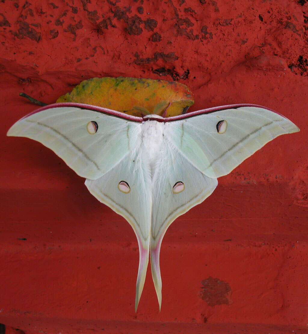 Image of Indian Luna Moth