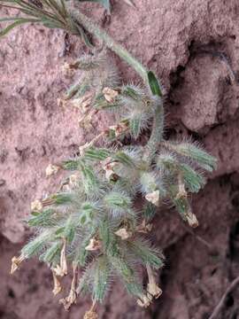 Image of Brenda's yellow cryptantha