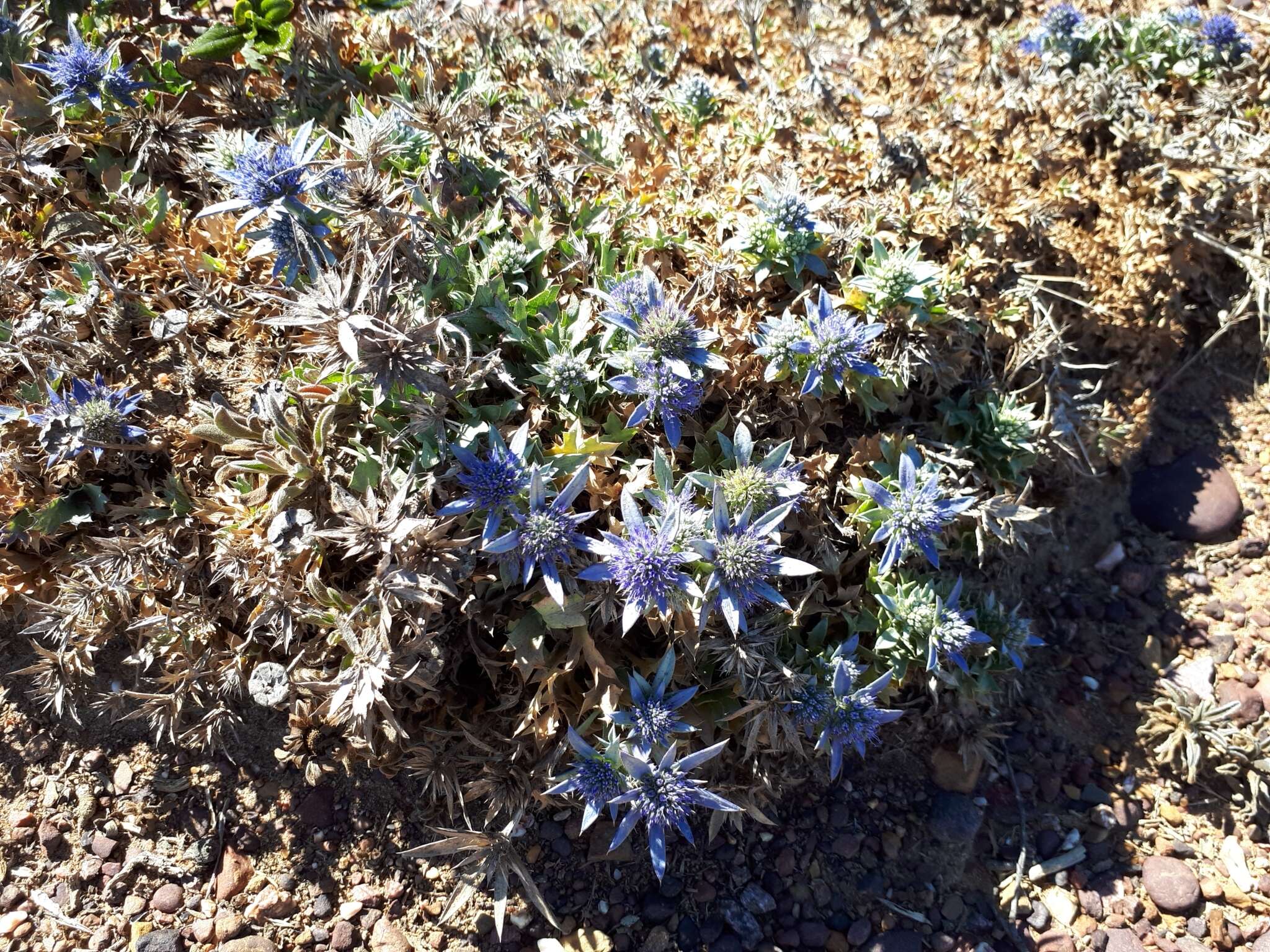 Eryngium dilatatum Lam. resmi