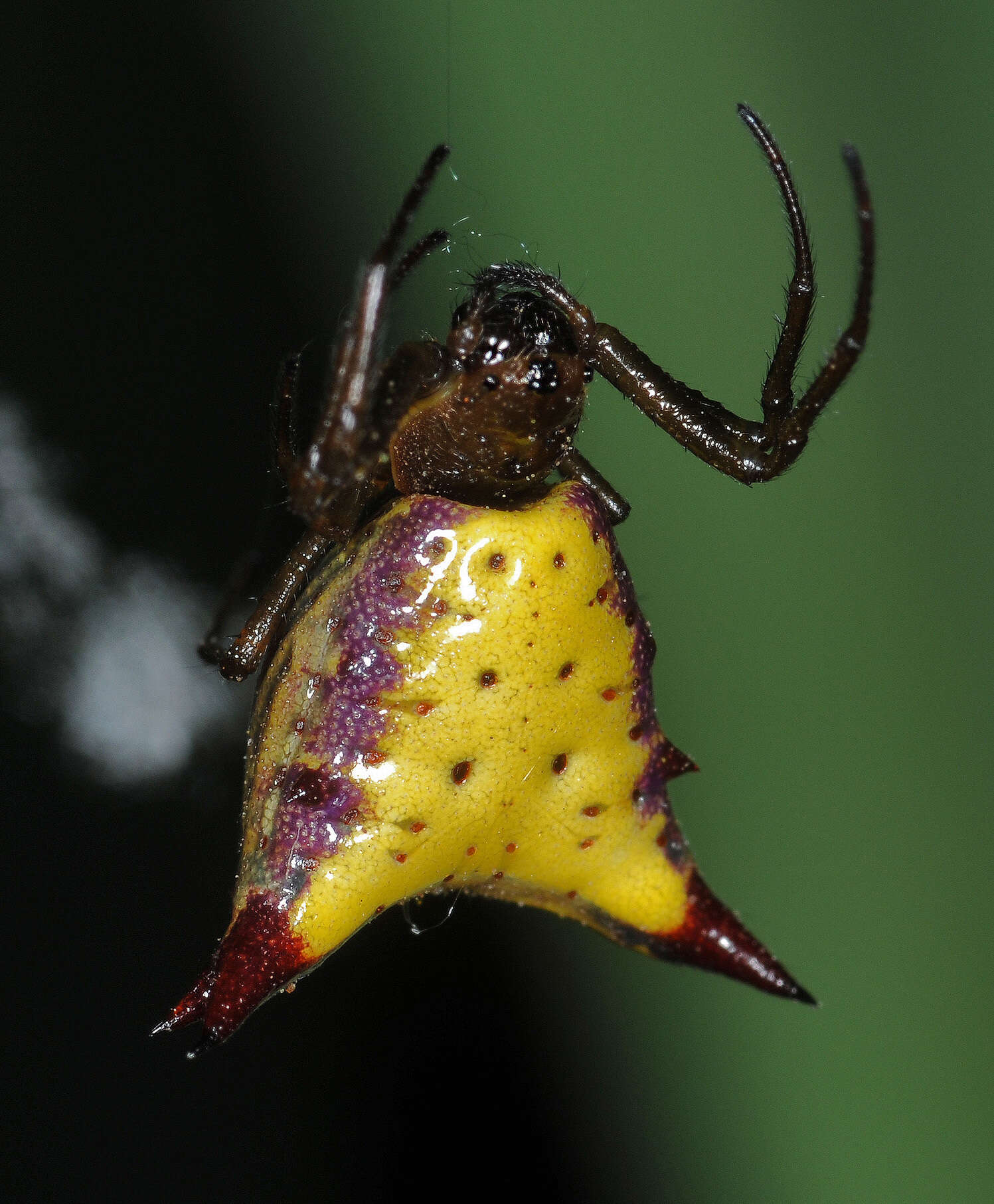 Image of Micrathena furva (Keyserling 1892)