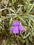 Imagem de Eremophila gilesii subsp. variabilis