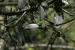 Image of Himalayan Holly