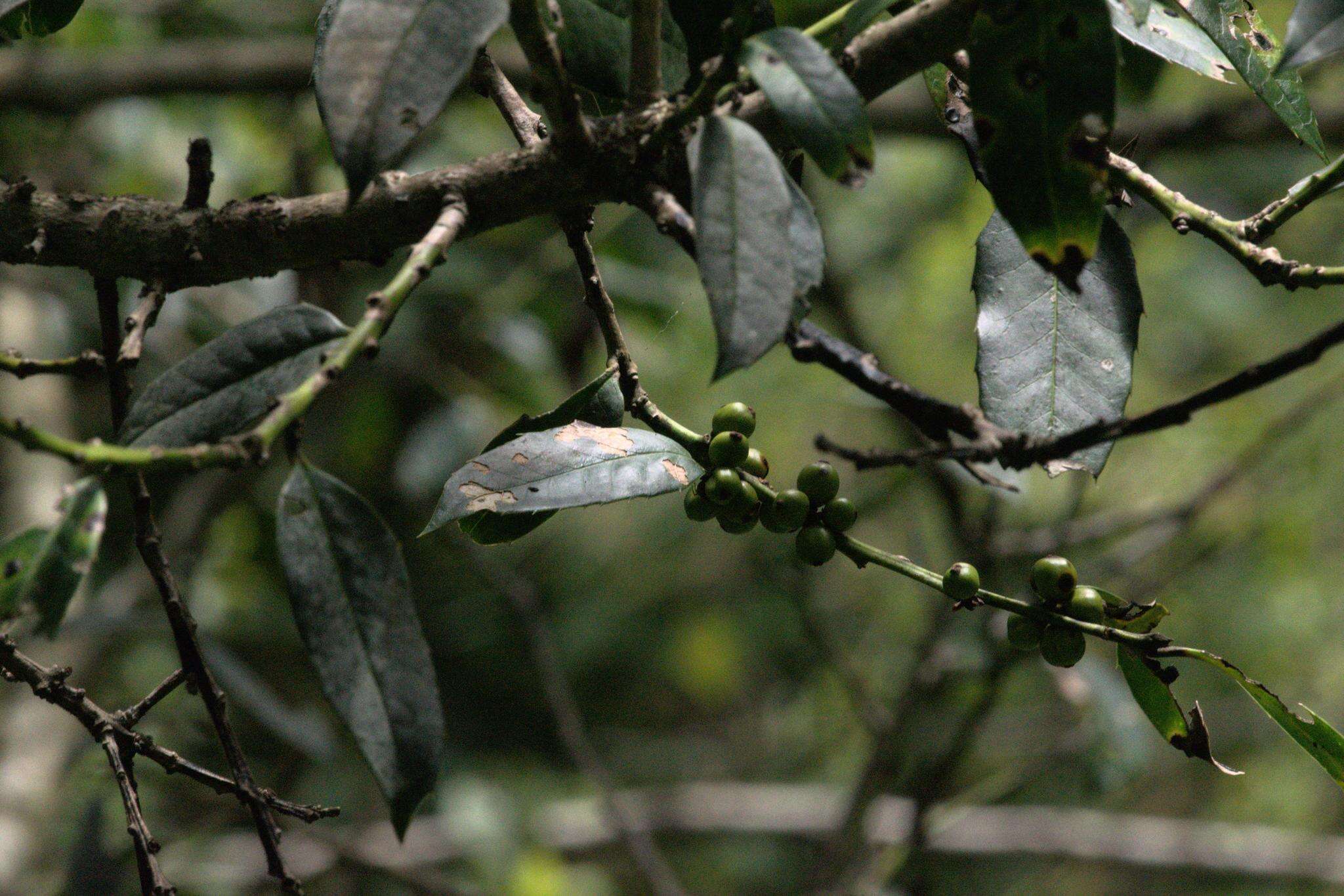 Image of Himalayan Holly