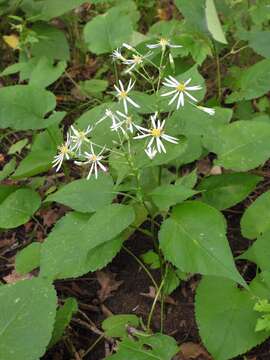 Image of Schreber's aster