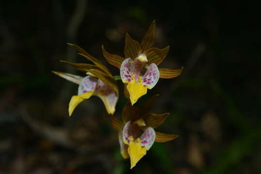 Image of Tainia cordifolia Hook. fil.