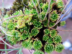Image of Saxifraga magellanica Poir.