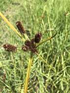 Image of ovateleaf flatsedge