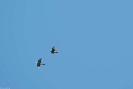 Image of Blue-winged Macaw