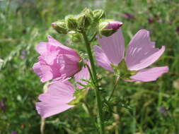 Image of musk mallow