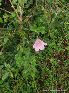 Image of Forest pink hibiscus