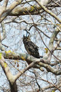 Image of Indian Eagle-Owl