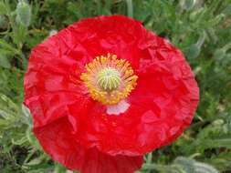 Image of corn poppy