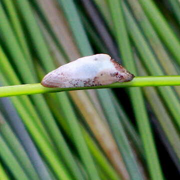 Image of Tecturinae Gray 1847