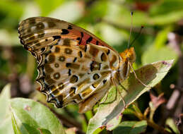 Image of Argynnis hyperbius