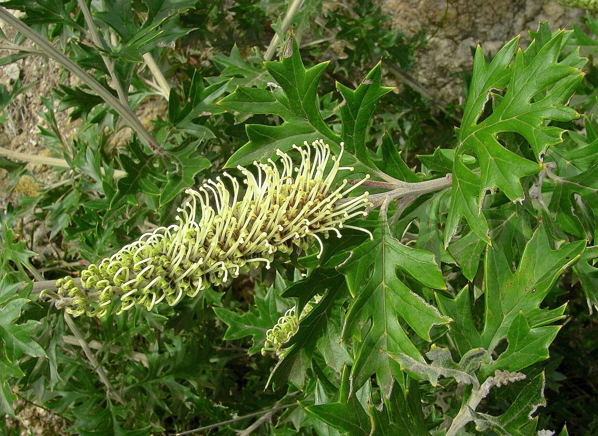 Image of Grevillea willisii R. V. Smith & Mc Gill.