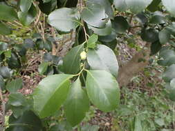 Plancia ëd Gymnosporia cassinoides (L'Hér.) Masf.