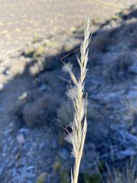 Plancia ëd Pappostipa speciosa (Trin. & Rupr.) Romasch.