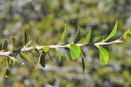 Image of Diospyros grisebachii (Hiern) Standl.