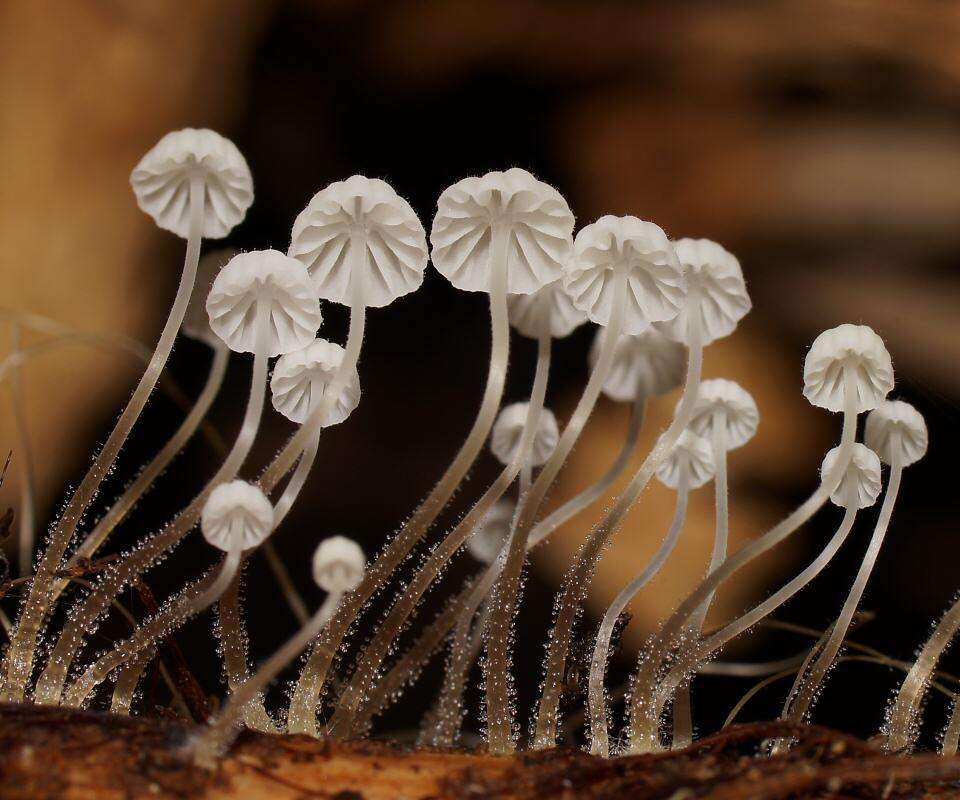 Sivun Mycena albidocapillaris Grgur. & T. W. May 1997 kuva