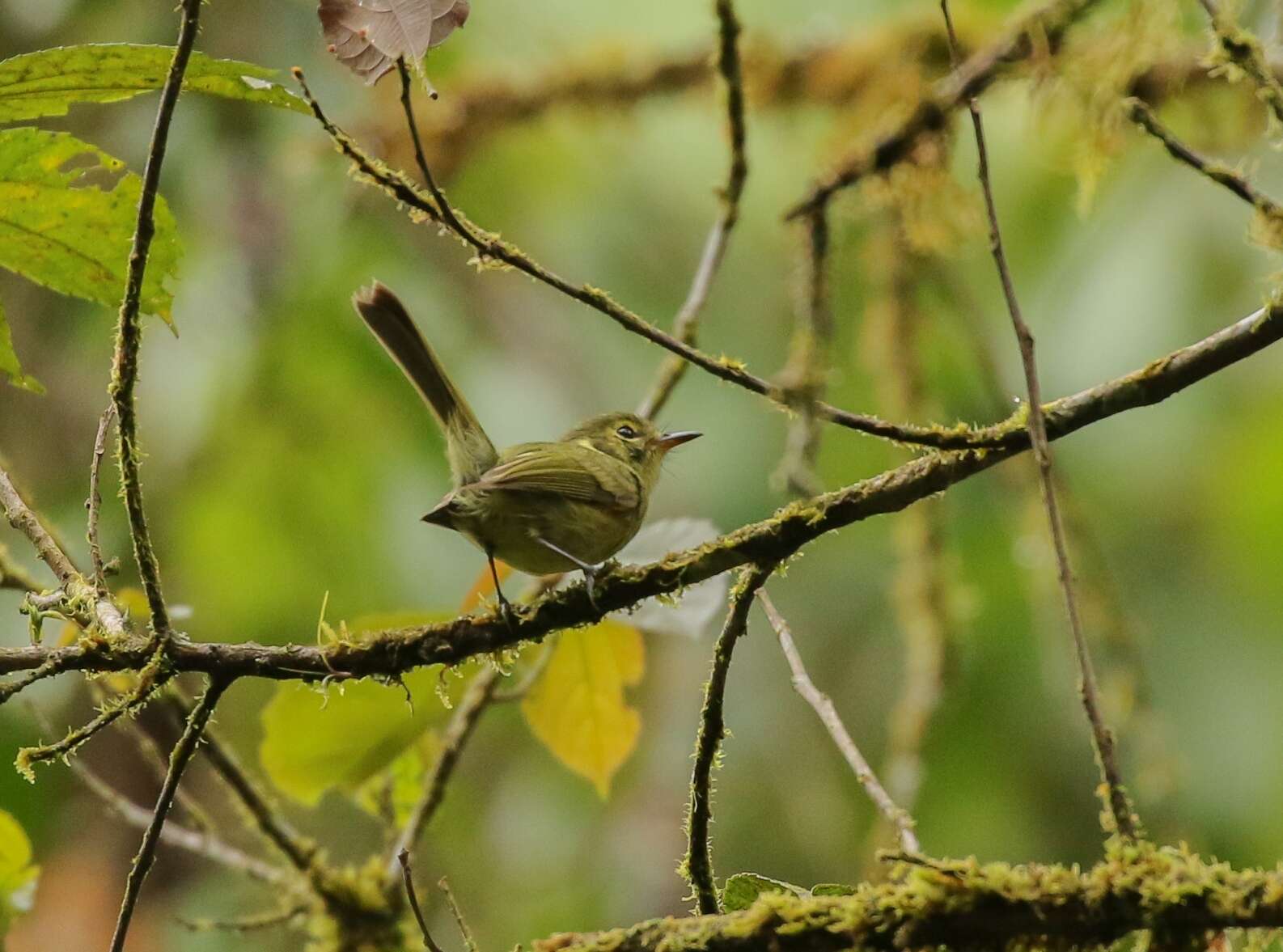 Phylloscartes oustaleti (Sclater & PL 1887)的圖片